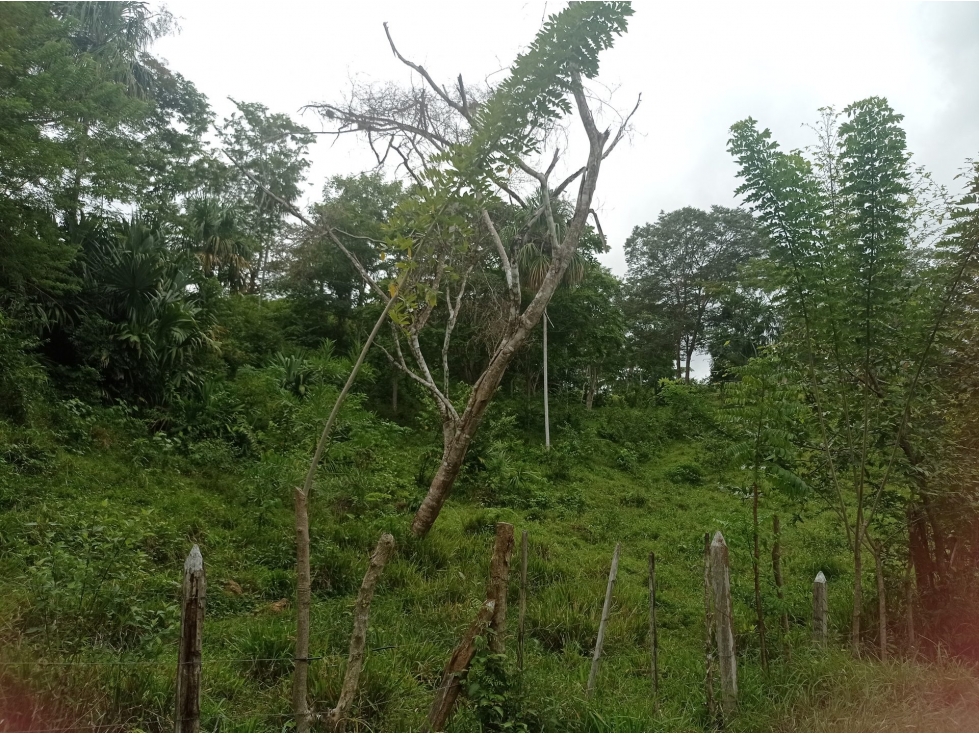 FINCA en Gestion - Cienaga De Oro, Cordoba - 1