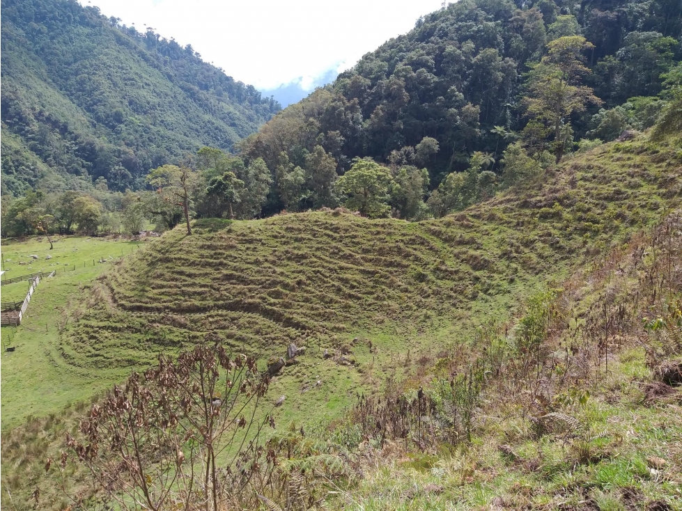 FINCA en Gestion - Ibague, Tolima