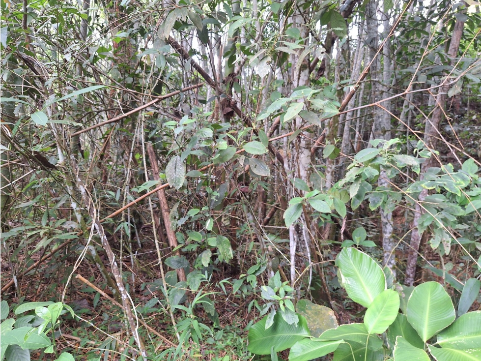 FINCA en Gestion - LÉRIDA, TOLIMA - 1