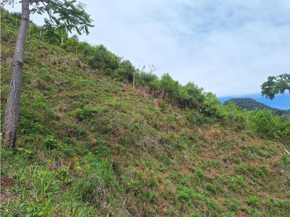 FINCA en Gestion - LÉRIDA, TOLIMA - 2