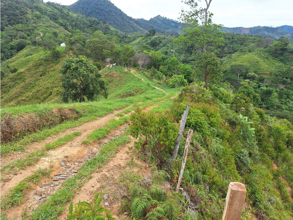 FINCA en Gestion - LÉRIDA, TOLIMA - 3