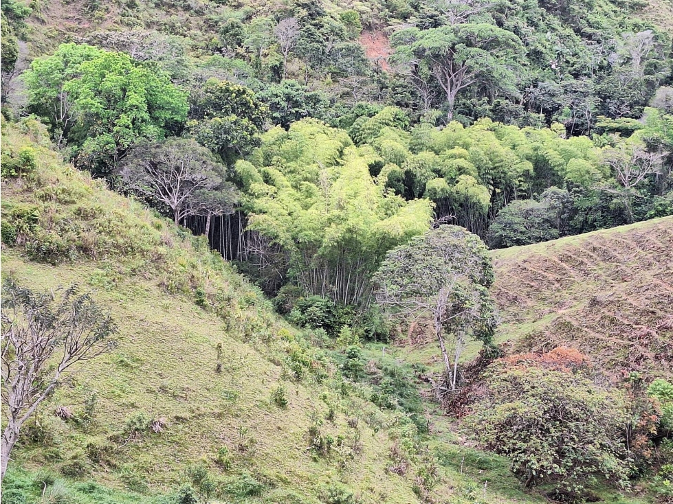 FINCA en Gestion - LÉRIDA, TOLIMA - 4