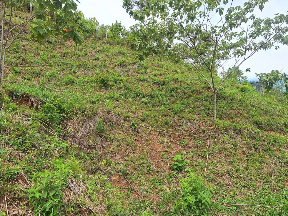 FINCA en Gestion - LÉRIDA, TOLIMA - 5