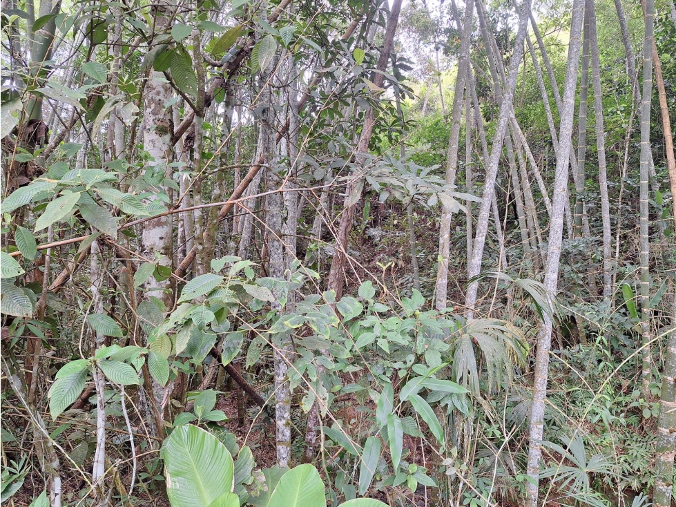 FINCA en Gestion - LÉRIDA, TOLIMA - 6