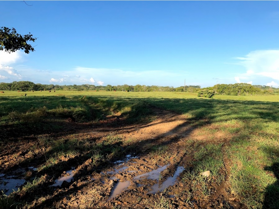 FINCA en Gestion - Montelíbano, Córdoba - 1