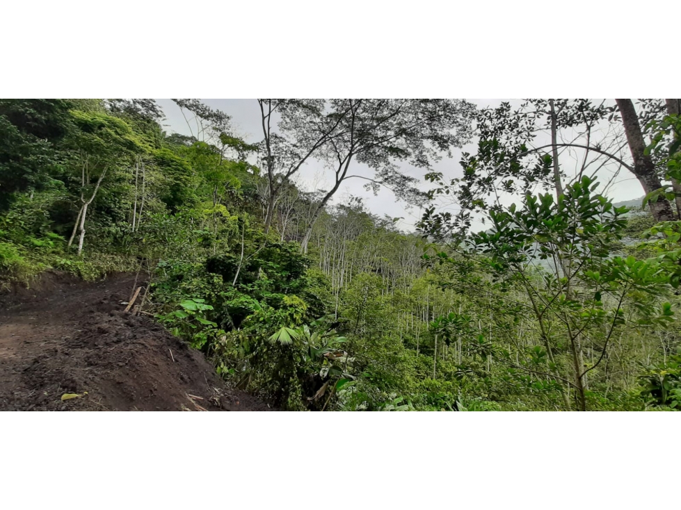 FINCA en Gestion - Otanche, Boyaca - 1