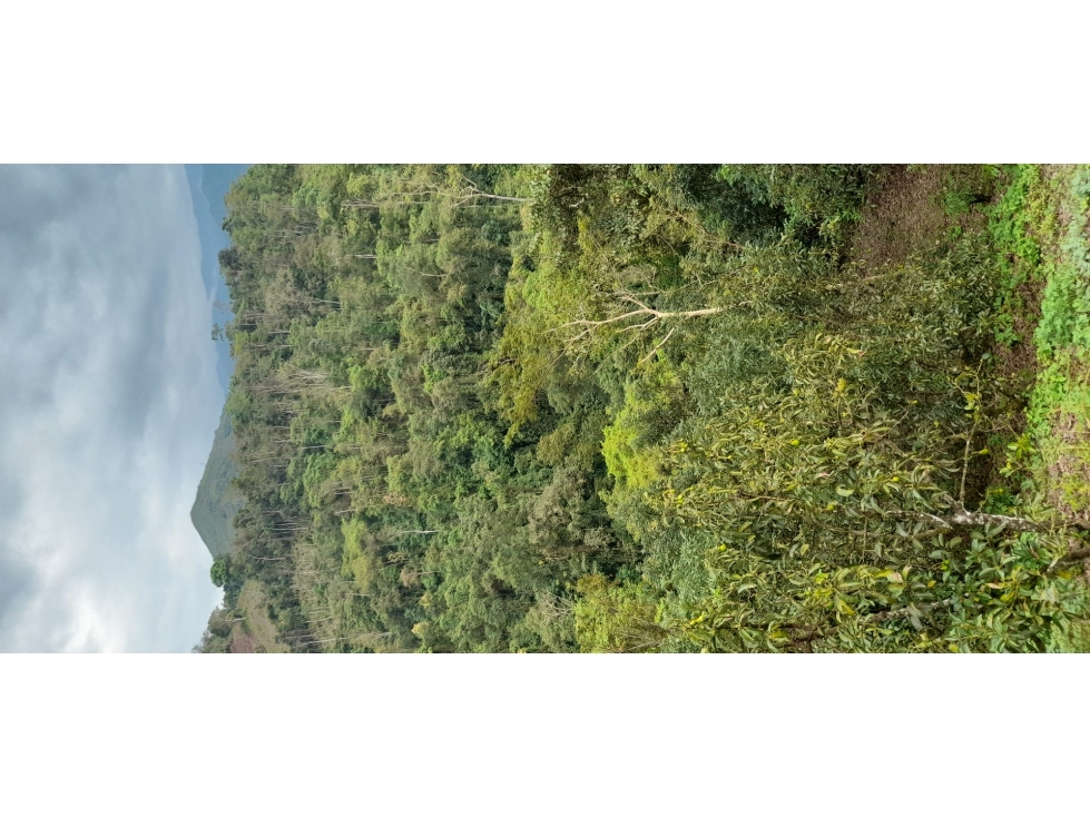 FINCA en Gestion - Pauna, Boyaca - 1