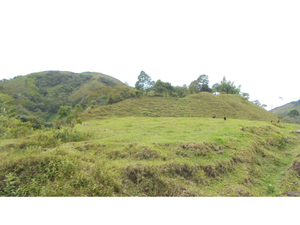 FINCA en Gestion - Pensilvania, Caldas - 1