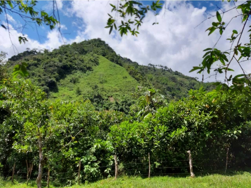 FINCA en Gestion - Pensilvania, Caldas - 1