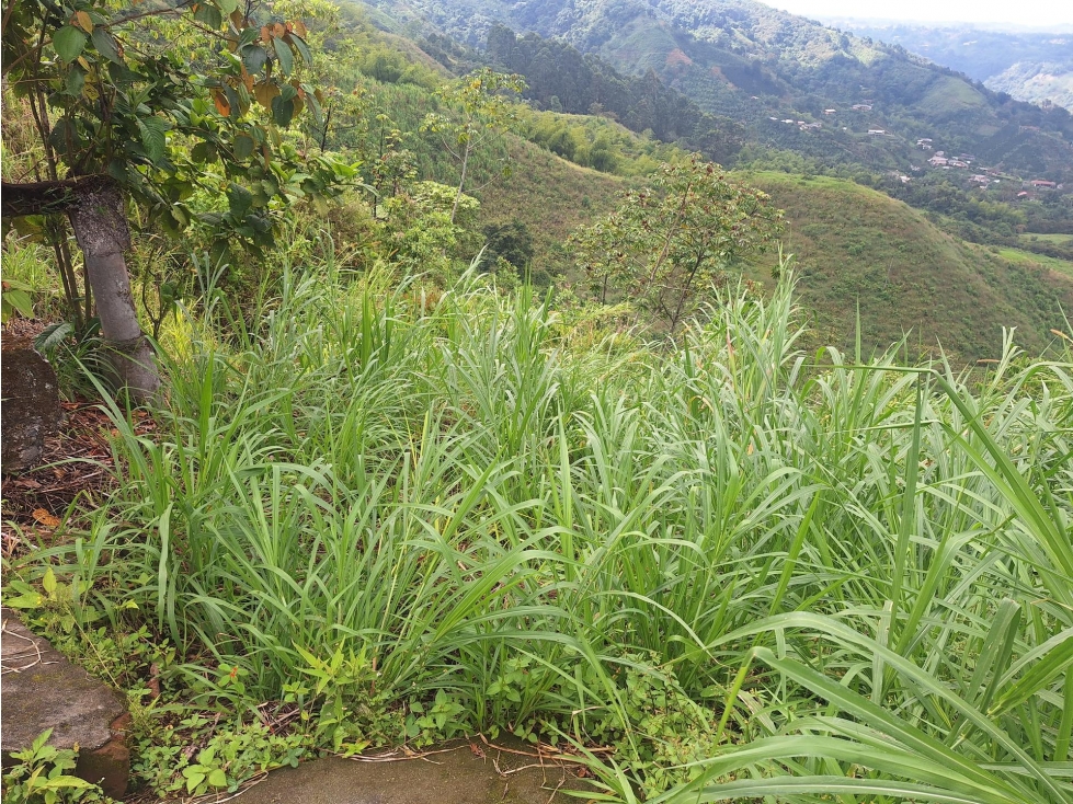 FINCA en Gestion - PEREIRA, RISARALDA