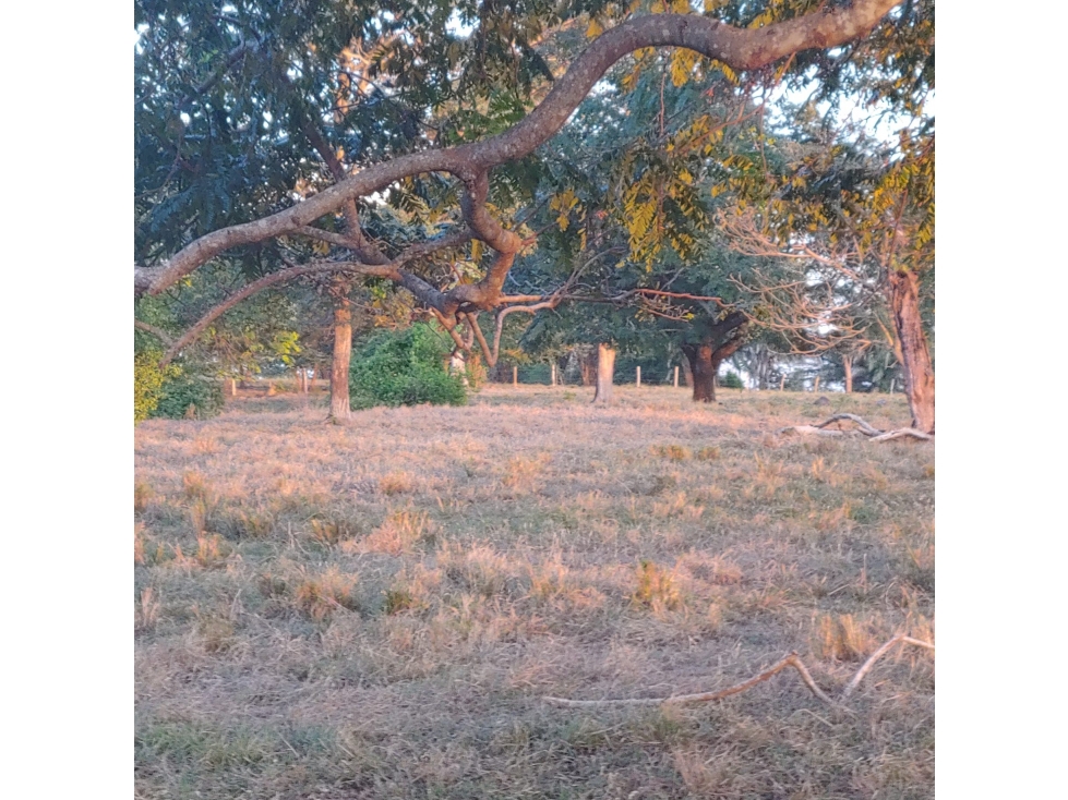 FINCA en Gestion - Planeta Rica, Cordoba - 1