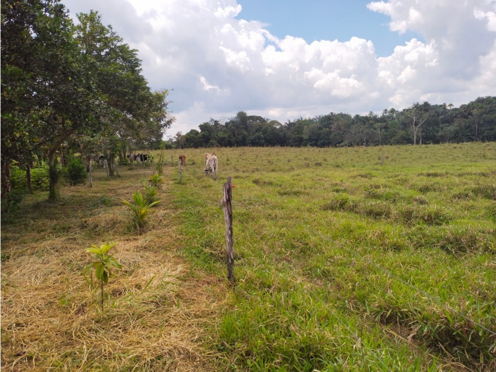 FINCA en Gestion - Puerto Rico, Meta - 1
