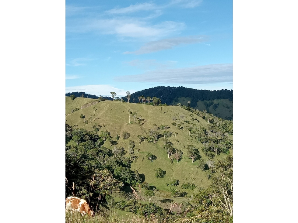 FINCA en Gestion - Roncesvalles, Tolima