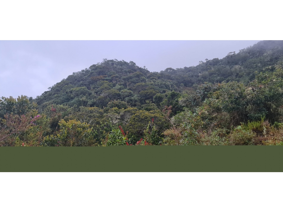 FINCA en Gestion - Tibana, Boyaca - 1