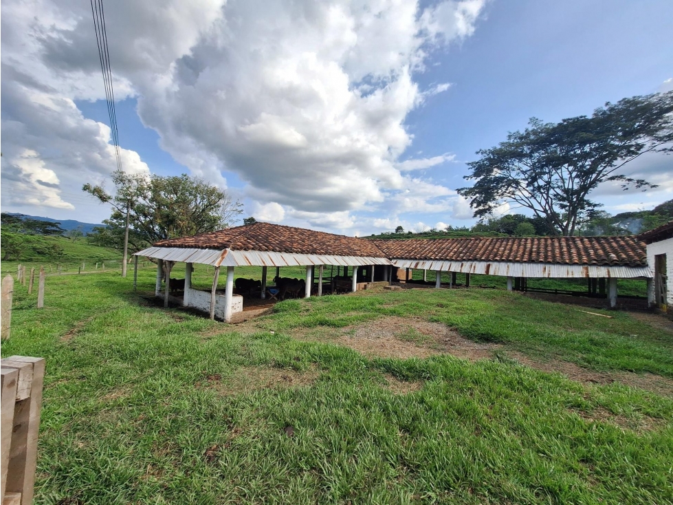 FINCA en Gestion - Viterbo, Caldas