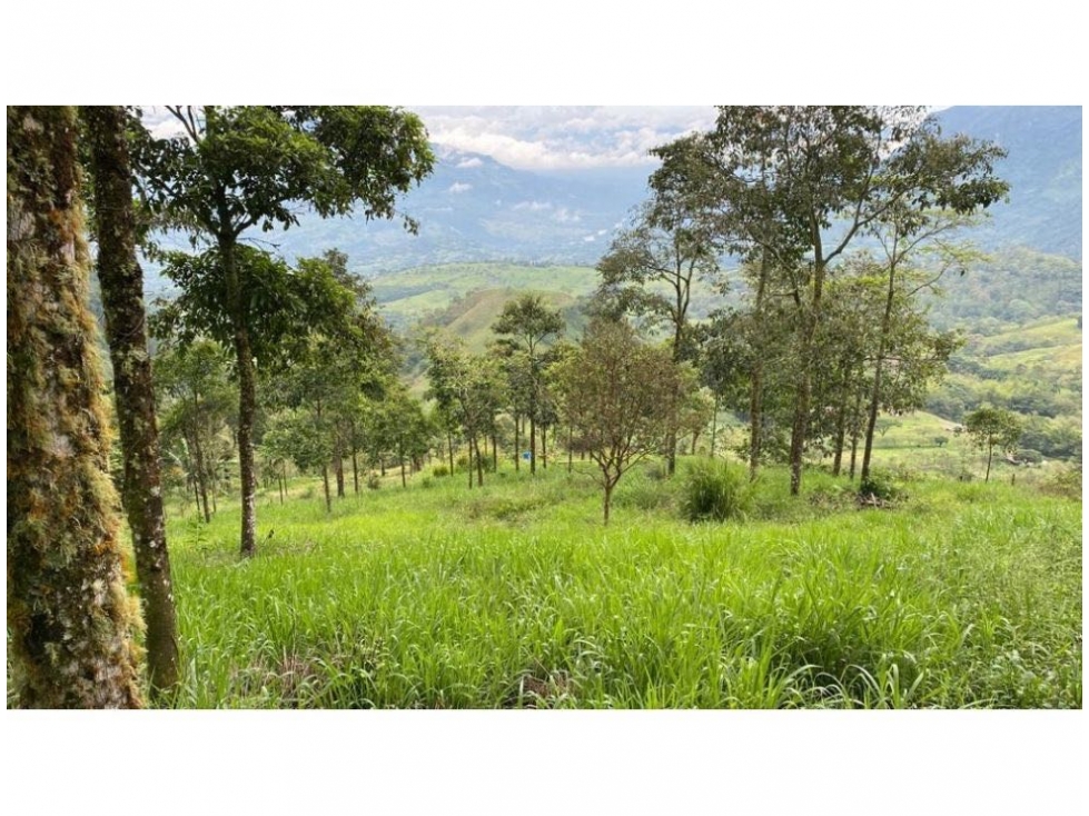 FINCA EN JERICÓ. A pocos minutos del pueblo. - 4