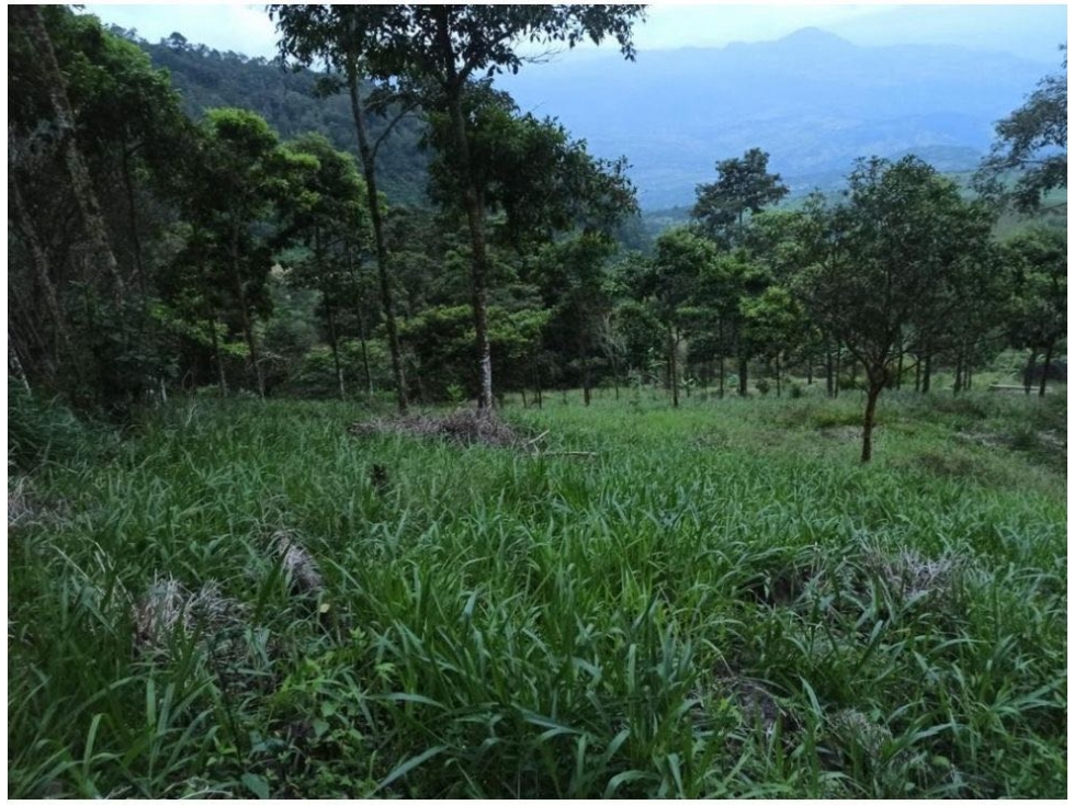 FINCA EN JERICÓ. A pocos minutos del pueblo. - 6