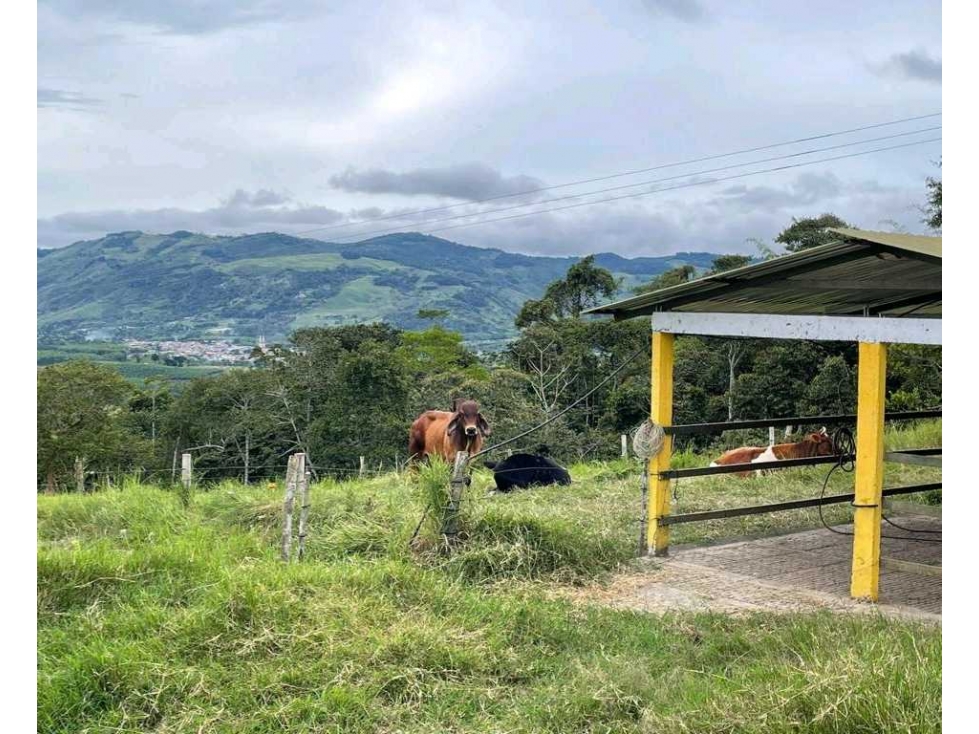 Finca ganadera a 5 minutos del parque principal deRestrepo Valle - 6