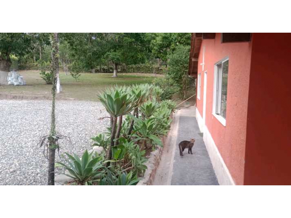 Finca en San Jerónimo, Antioquia , en venta. — foto 6