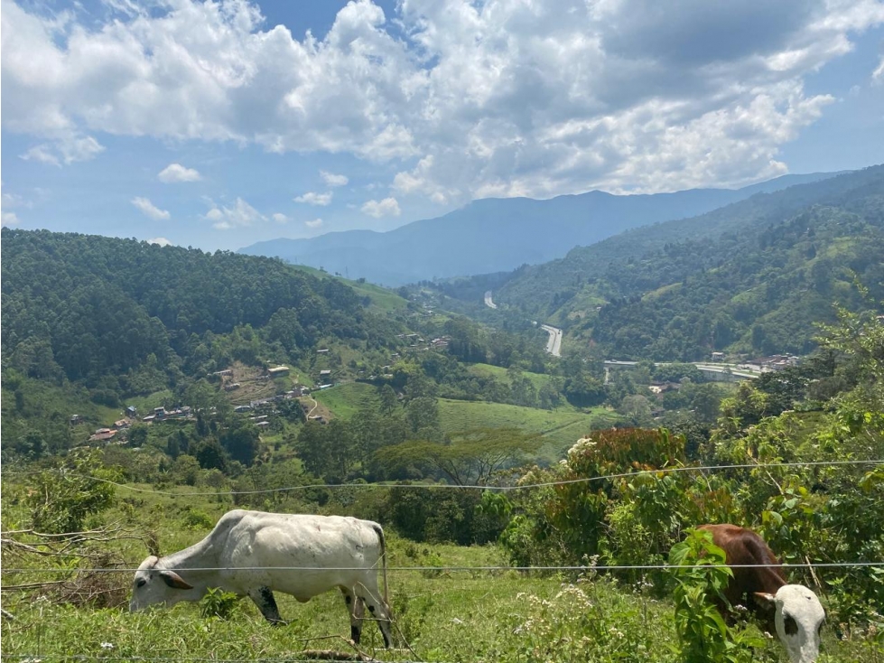Finca en venta - Caldas, Antioquia - 5
