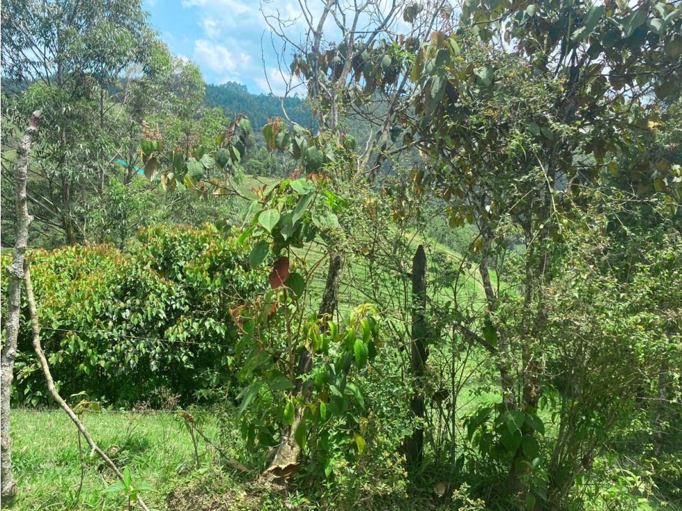 Finca en Venta - Caldas, Antioquia - 4