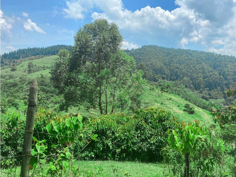 Finca en Venta - Caldas, Antioquia - 5