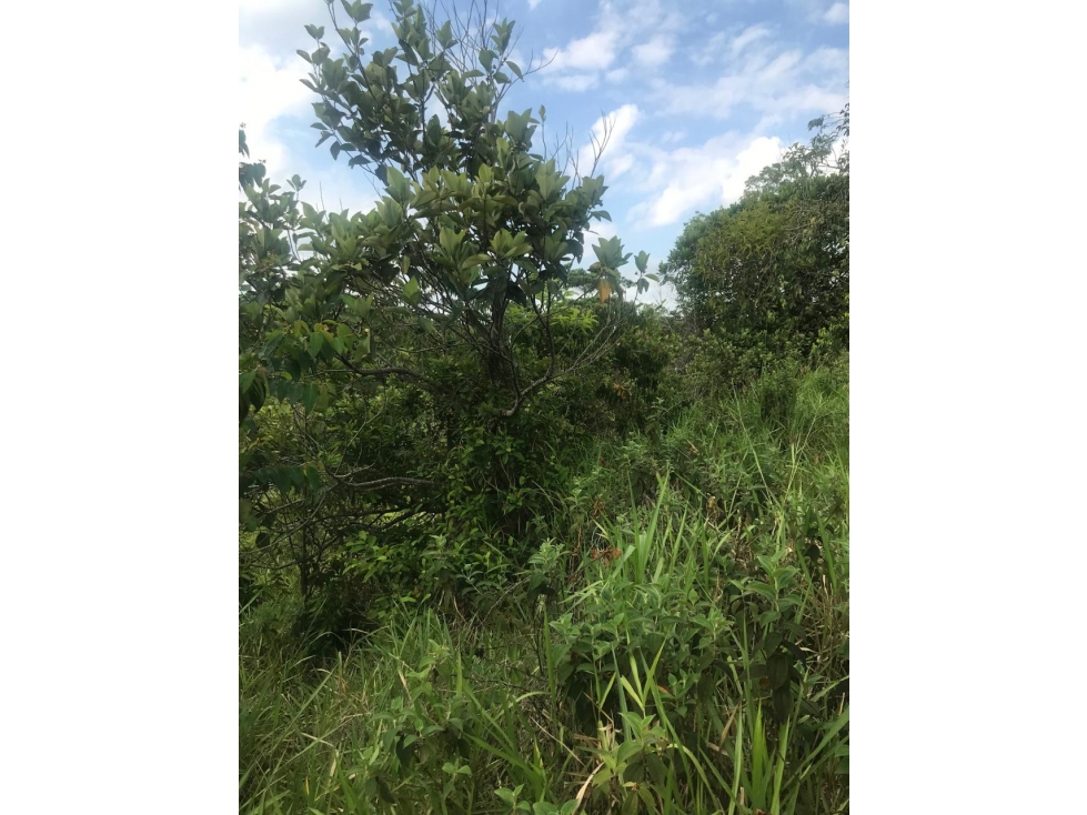 Finca en Venta - Caldas, Norcasia - 2