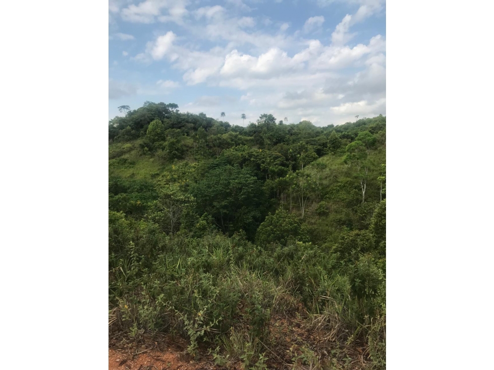 Finca en Venta - Caldas, Norcasia - 5