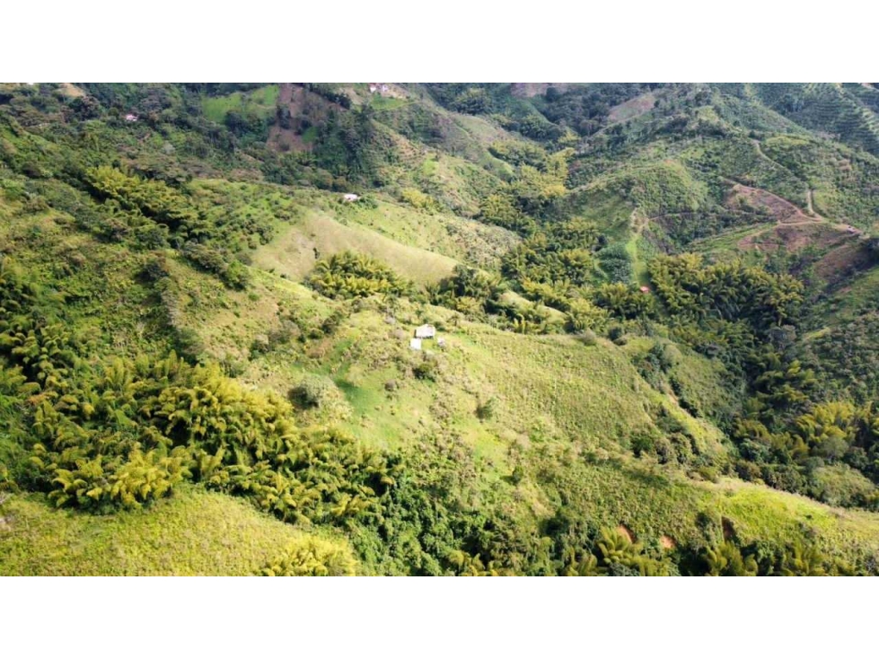 FINCA EN VENTA CORDOBA QUINDIO 37Ha — foto 5