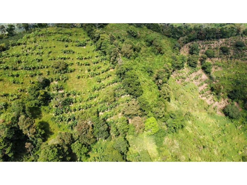 FINCA EN VENTA CORDOBA QUINDIO 37Ha — foto 6