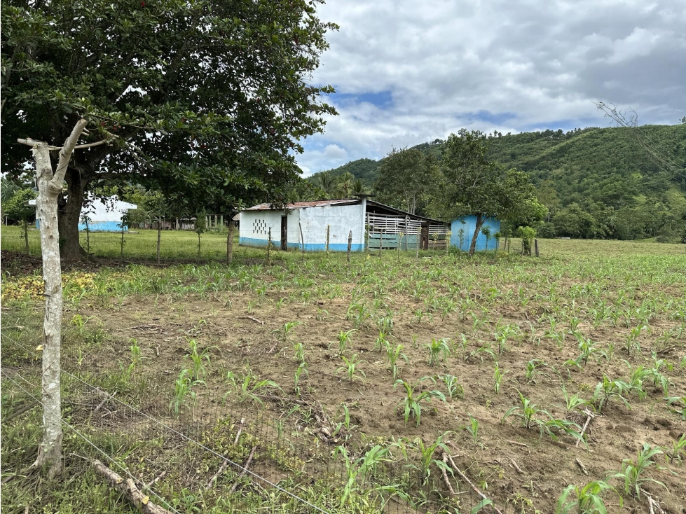 Finca en Venta - Córdoba Tierralta - 2