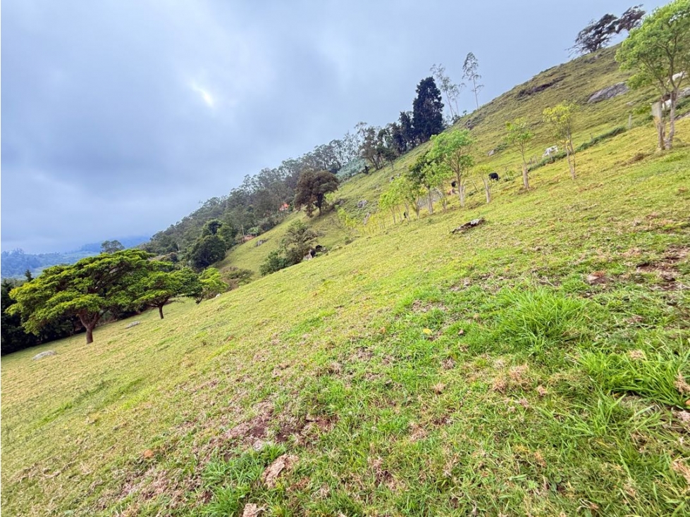 FINCA EN VENTA DE 3/5 FANEGADAS EN TENA C. - 5