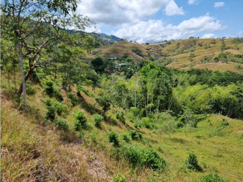 Finca en venta en quebrada Nueva ideal para cultivo de cítricos - 3