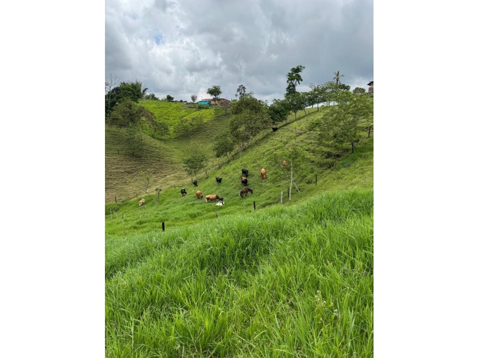 FINCA EN VENTA EN QUINDIO A 20 MINUTOS DE CIRCASIA — foto 4