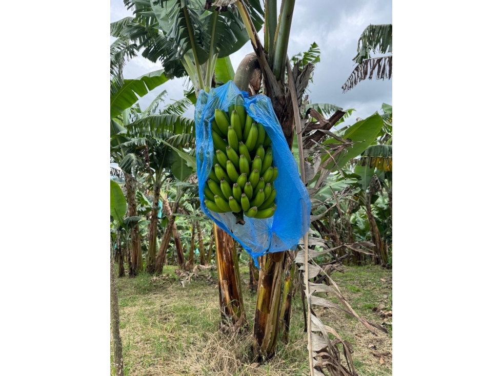 FINCA EN VENTA EN QUINDIO A 20 MINUTOS DE CIRCASIA — foto 5