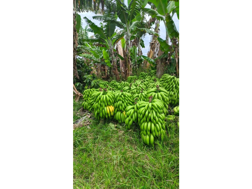 FINCA EN VENTA EN QUINDIO A 20 MINUTOS DE CIRCASIA — foto 6