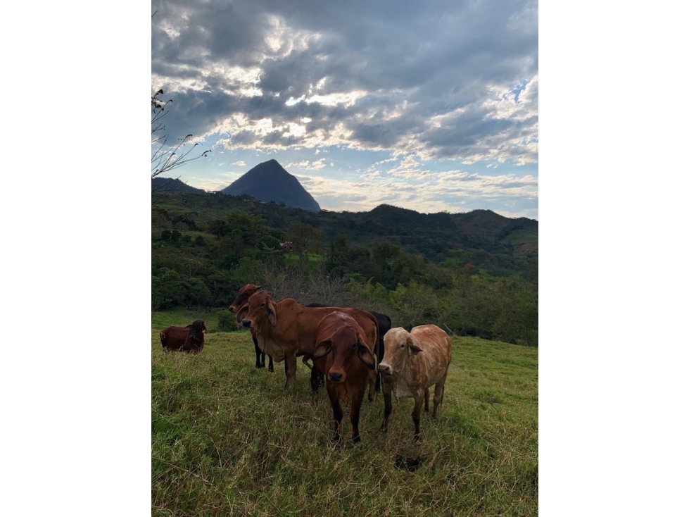 Finca en venta en Venecia Antioquia — foto 5