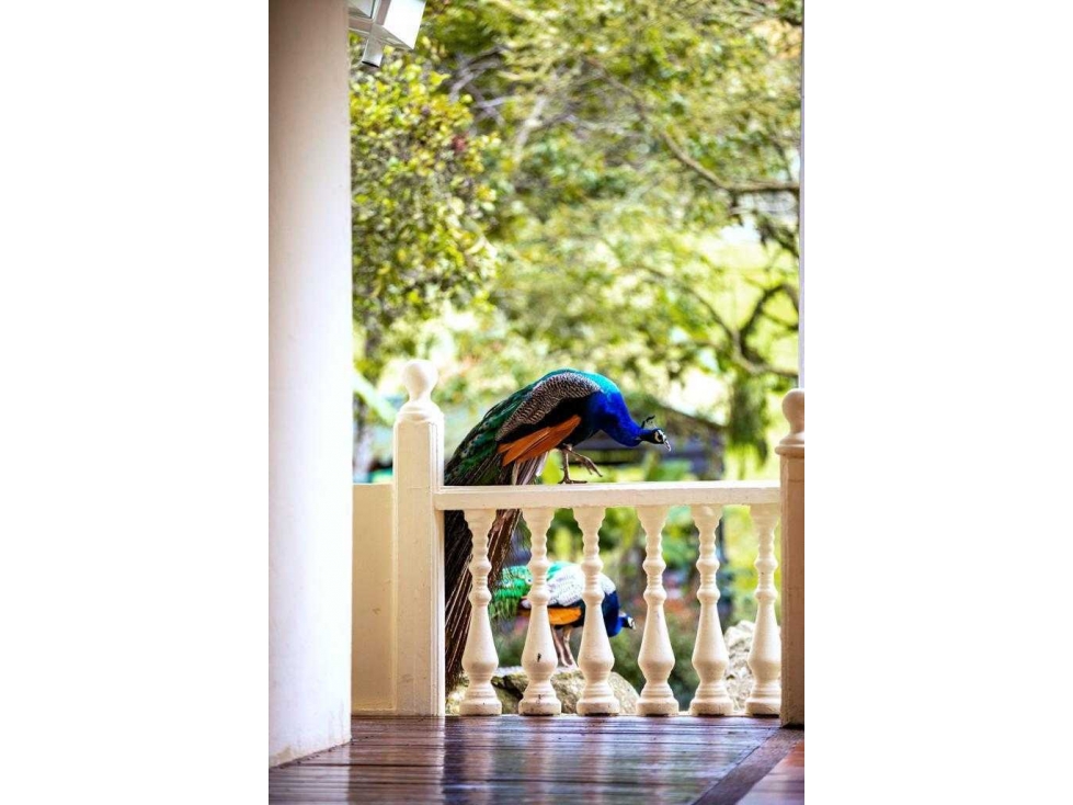 Finca en venta La Vega, Vereda San Juan — foto 5