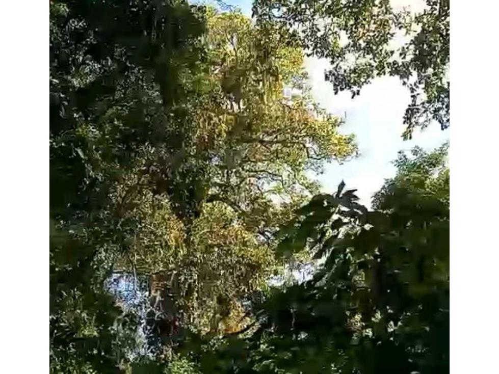 Finca En Venta Por La Vereda Los Limones Santa Marta Colombia — foto 3