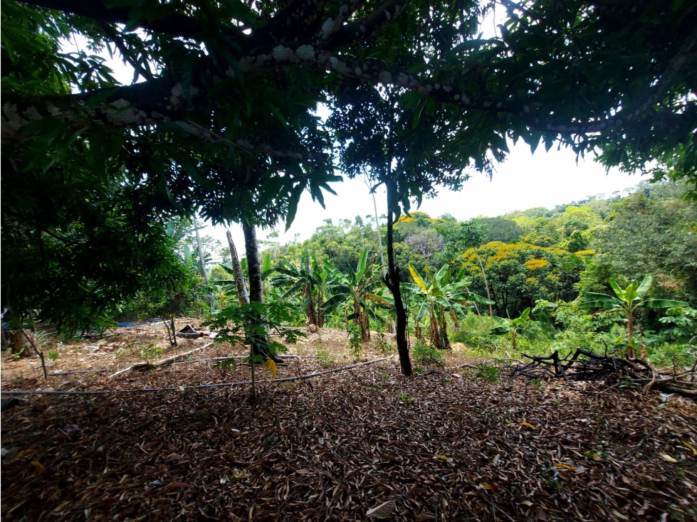 Finca en Venta - Sonsón, Antioquia - 4