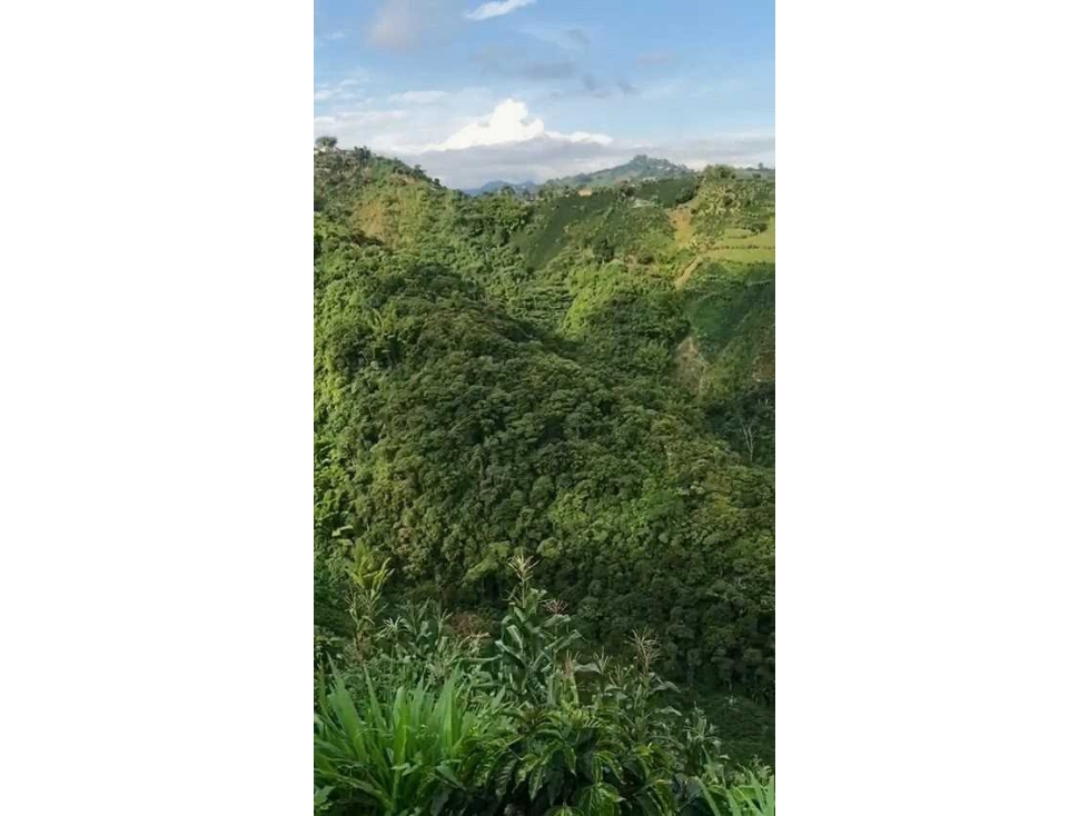 FINCA EN VENTA VEREDA BAJO TABLAZO | MANIZALES — foto 2