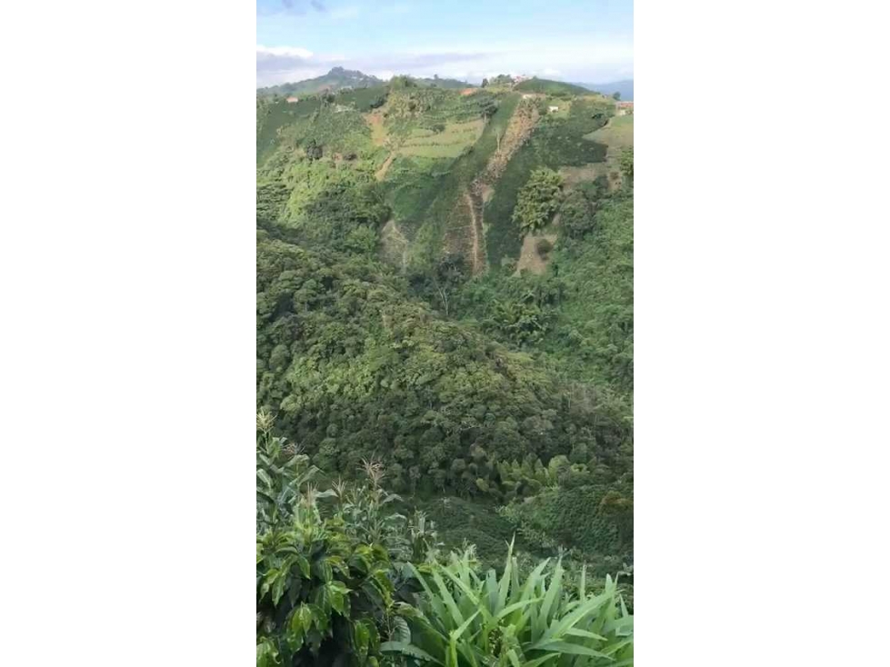 FINCA EN VENTA VEREDA BAJO TABLAZO | MANIZALES — foto 4