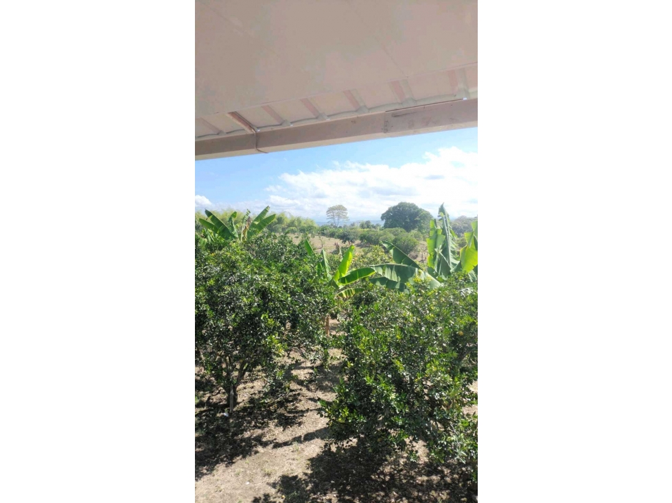 FINCA EN.QUIMBAYA PRODUCTIVA - 3