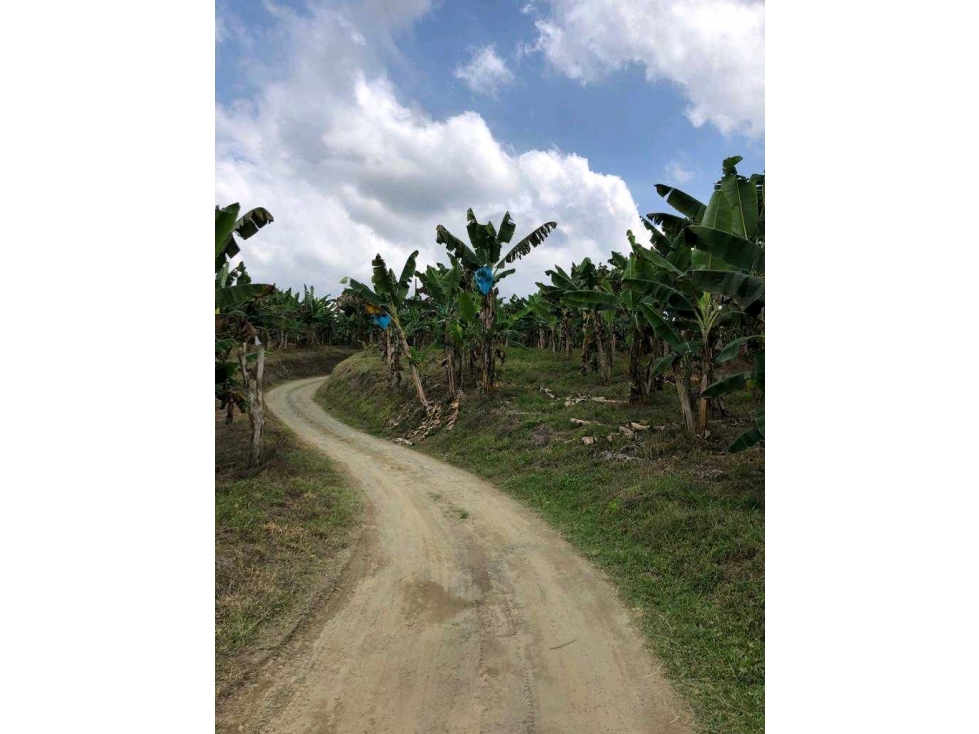 FINCA EN.QUIMBAYA PRODUCTIVA - 6