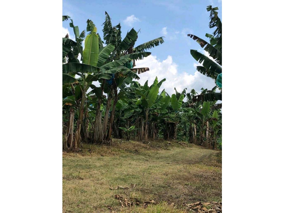 FINCA EN.QUIMBAYA.CULTIVADA.EN PLATANO - 1