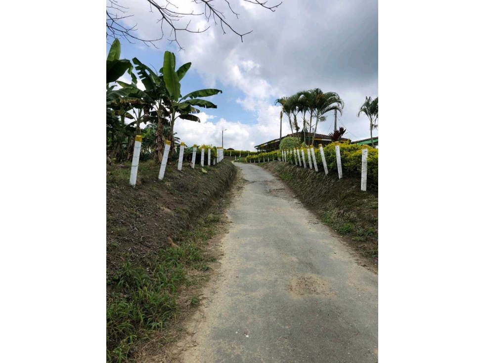 FINCA EN.QUIMBAYA.CULTIVADA.EN PLATANO - 2