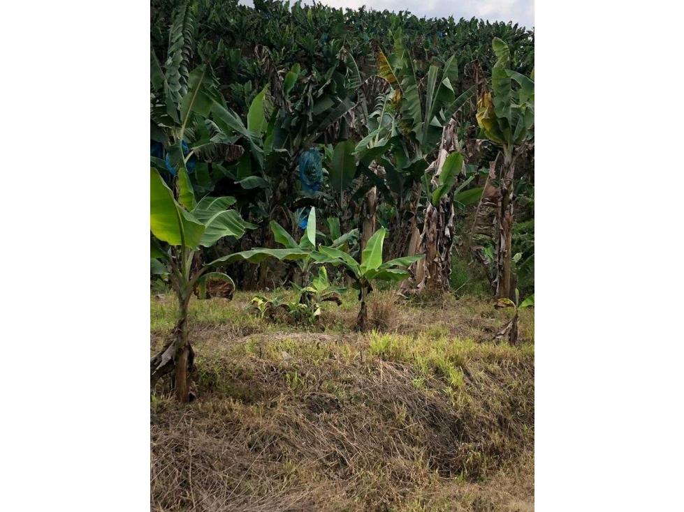 FINCA EN.QUIMBAYA.CULTIVADA.EN PLATANO - 3