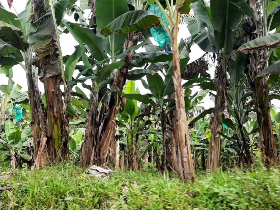 FINCA EN.QUIMBAYA.CULTIVADA.EN PLATANO - 4