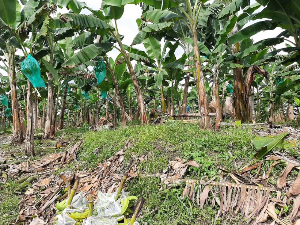 FINCA EN.QUIMBAYA.CULTIVADA.EN PLATANO - 5