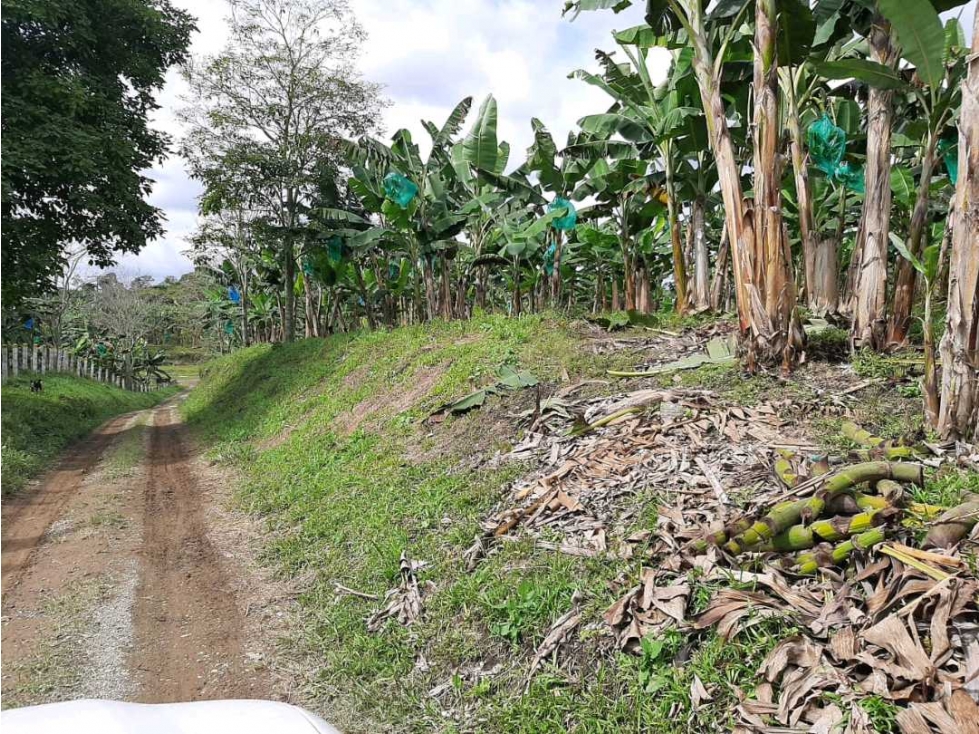 FINCA EN.QUIMBAYA.CULTIVADA.EN PLATANO - 6